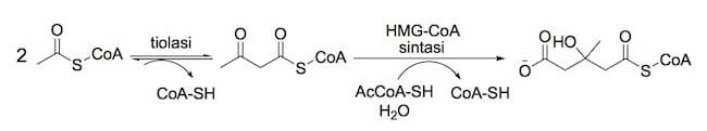 Sintesi del β-idrossi-β-metilglutaril-coenzima A